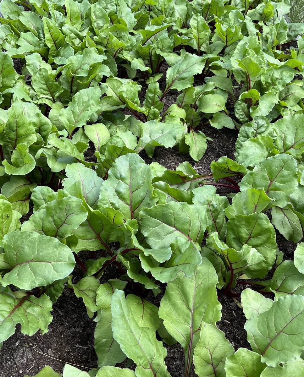 Прошлогодняя свекольная грядка в середине июня.