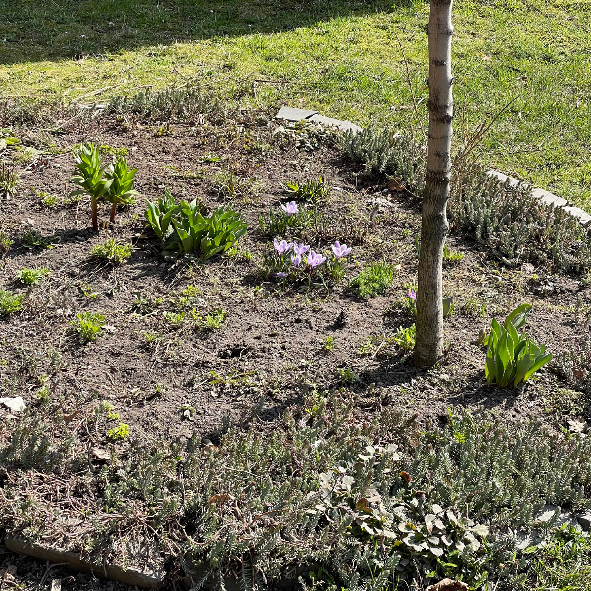 Фото автора. Крокусы