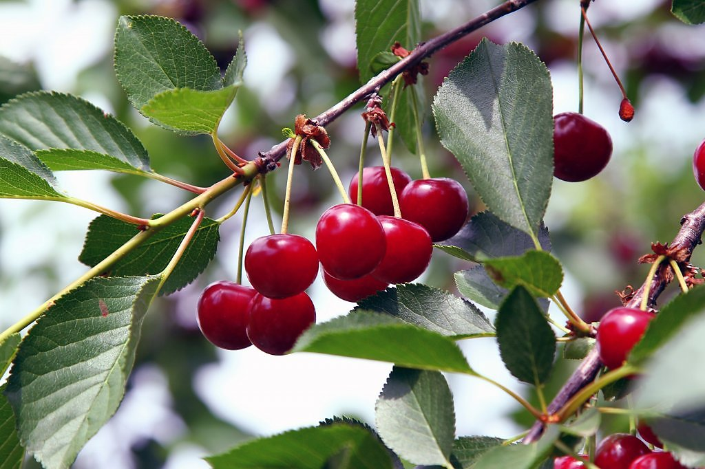 Вишня Степная кустовидная. Cerasus fruticosa Pall. – Вишня Степная. Вишня кустарниковая. Вишня Волочаевка.