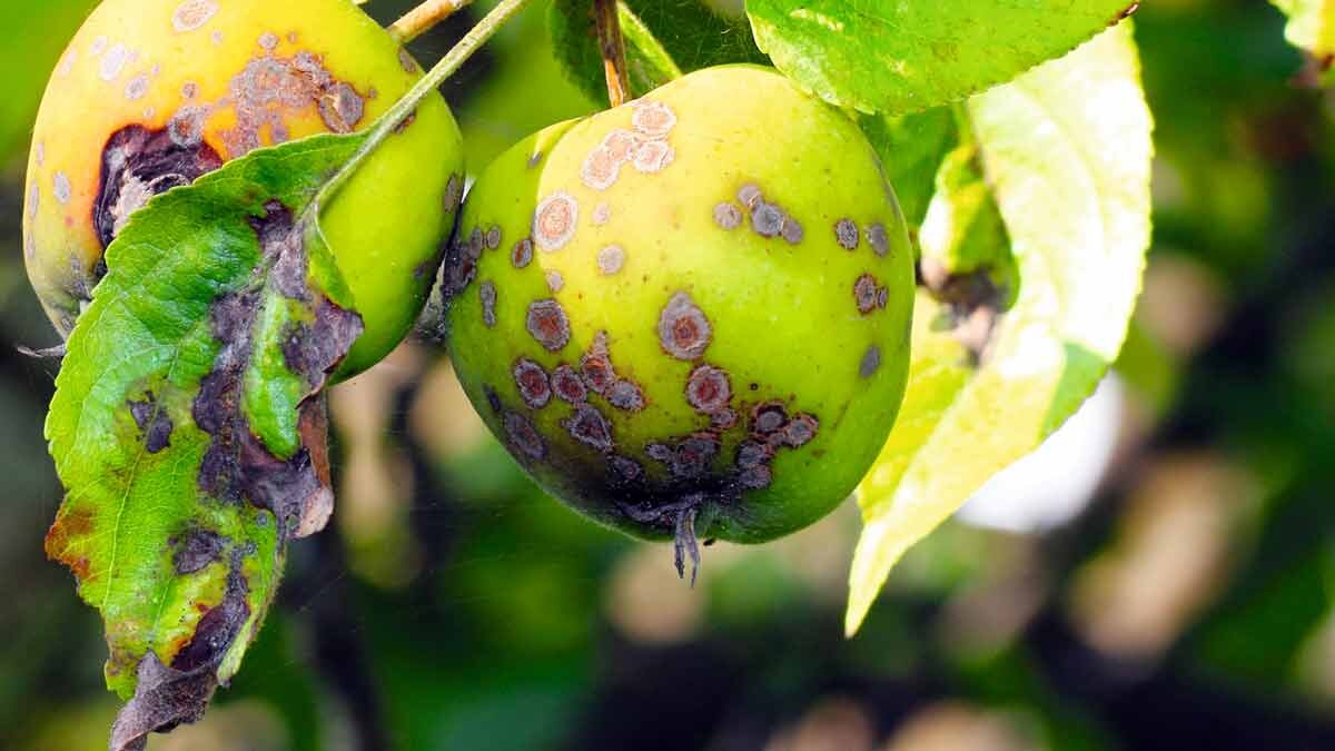 Как выглядит парша на листьях