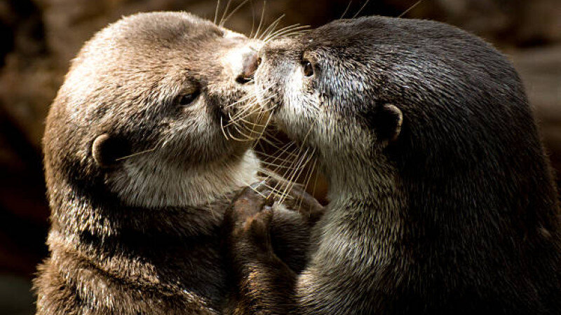     Выдры. unsplash.com