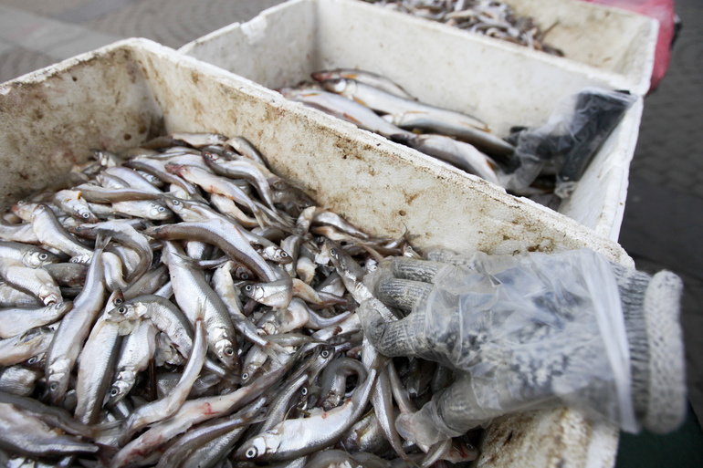    Балтийская корюшка. Фото: Baltphoto/Ирина Мотина