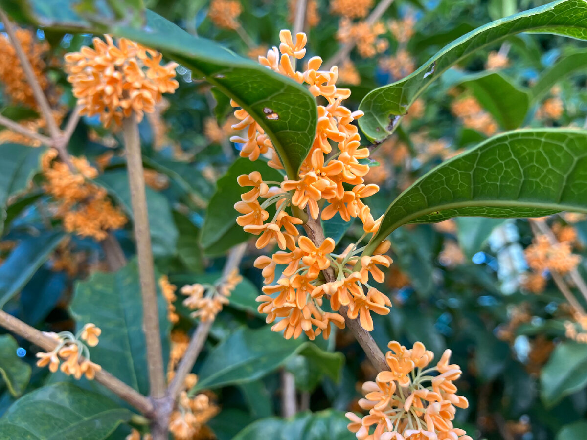 Red Osmanthus С†РІРµС‚