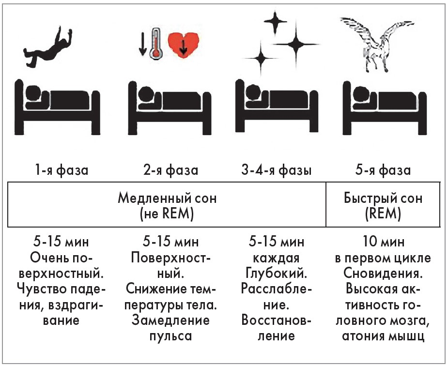 Сколько длится про. Фазы и циклы сна. Цикл сна человека. Длительность фаз сна. Фазы сна по продолжительности.