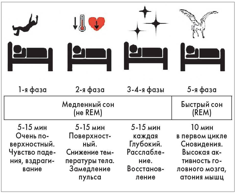 Сколько длится у взрослых. Фазы сна по продолжительности. Фазы сна человека таблица. Циклы и фазы сна. Сколько длится фаза сна.