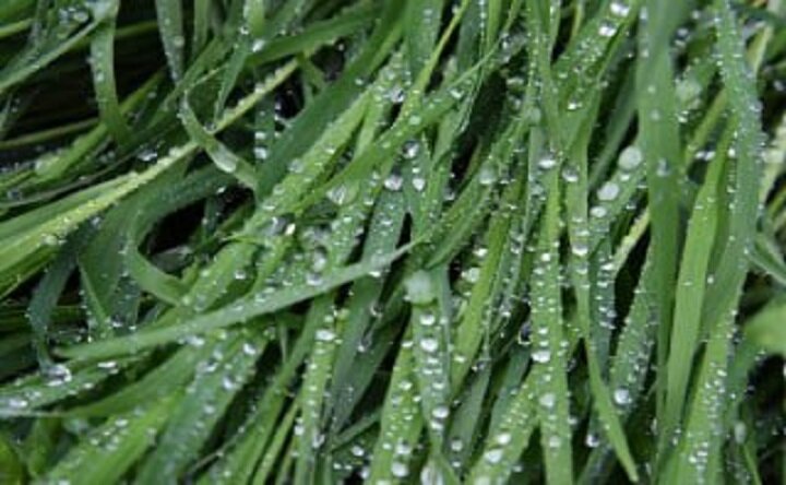 Трава после дождя. Фото Софьи Черновой