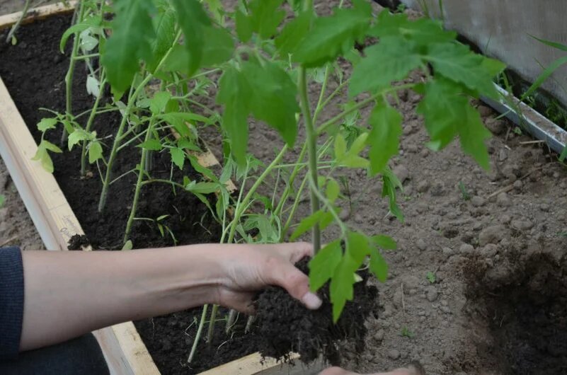 Высокий стебель у переросшей рассады томатов.