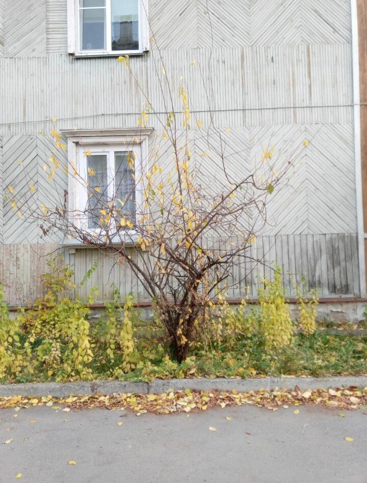 Вот такой она была