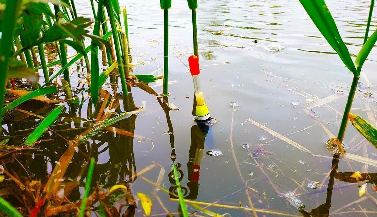 Ловля карася в камышах на поплавочную снасть. Источник фото gruzarf.ru