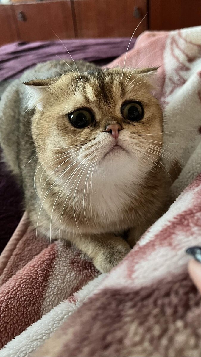      Мой кот Коржик