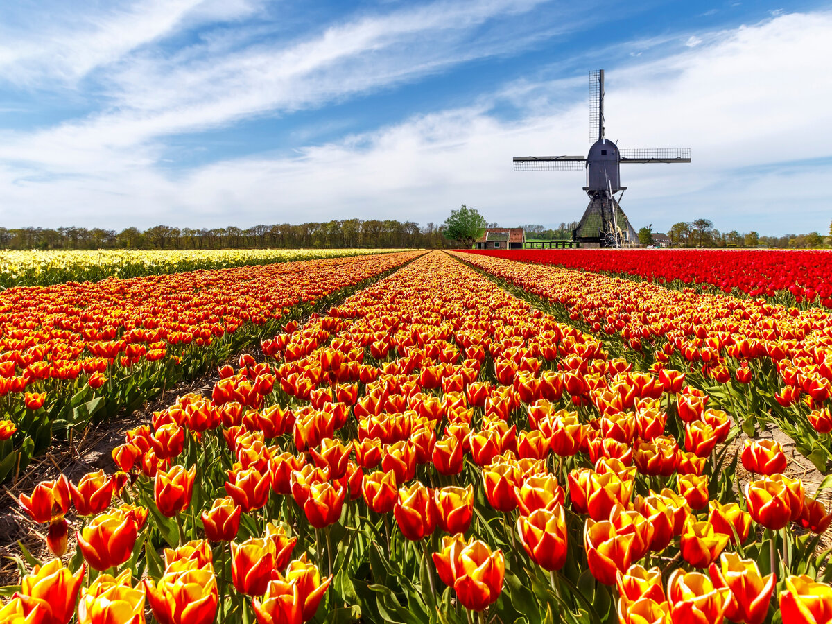 Keukenhof - цветочный фестиваль