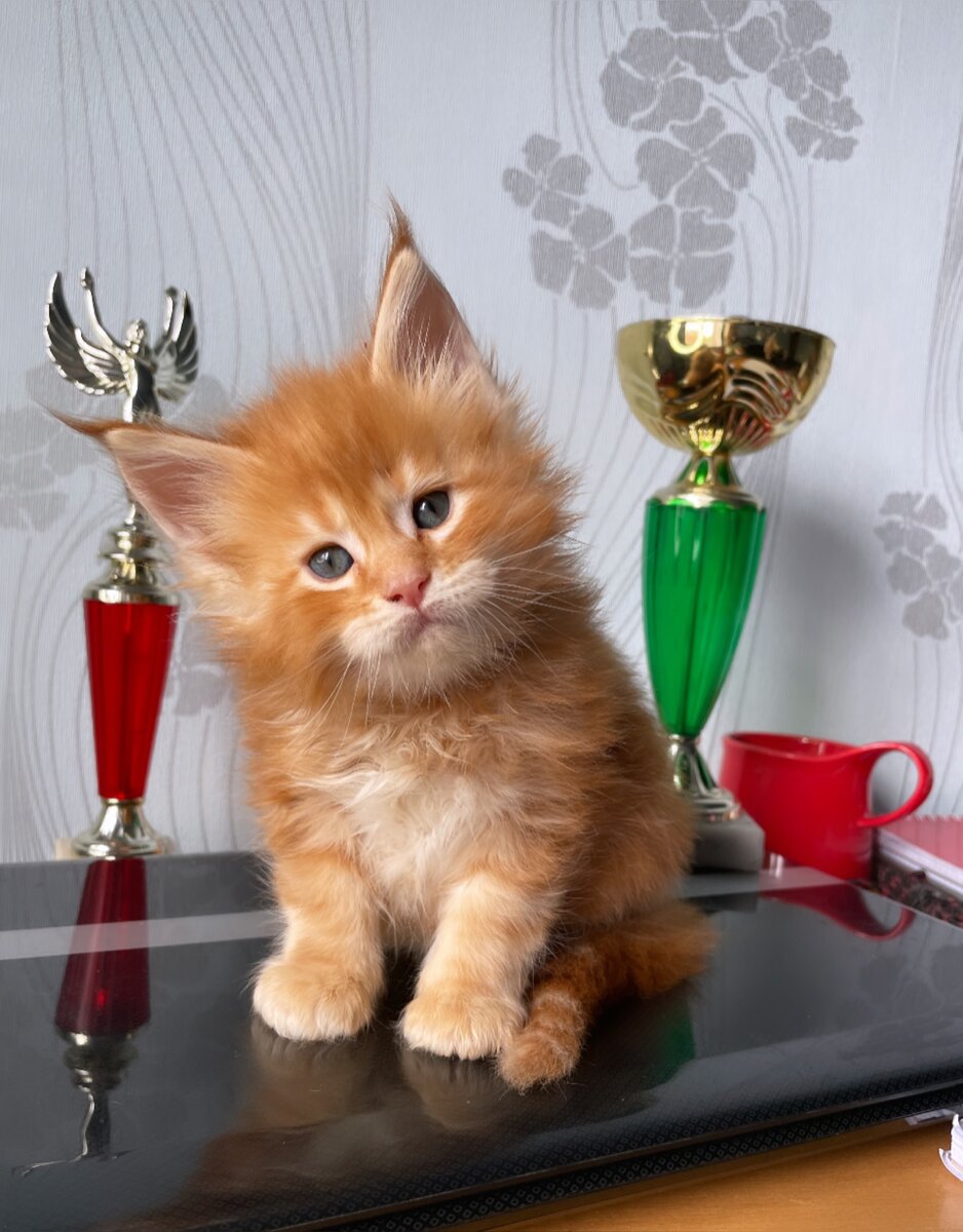 QR code LEOLAND, малыш мейн кун 