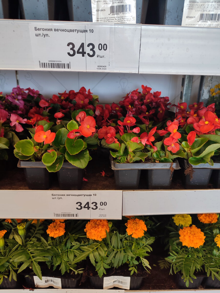 Бегония, цена за 10 шт