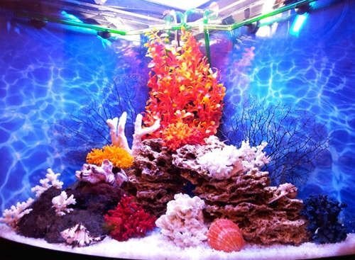Кораллы натуральные морские для декора интерьера и аквариума. Купить