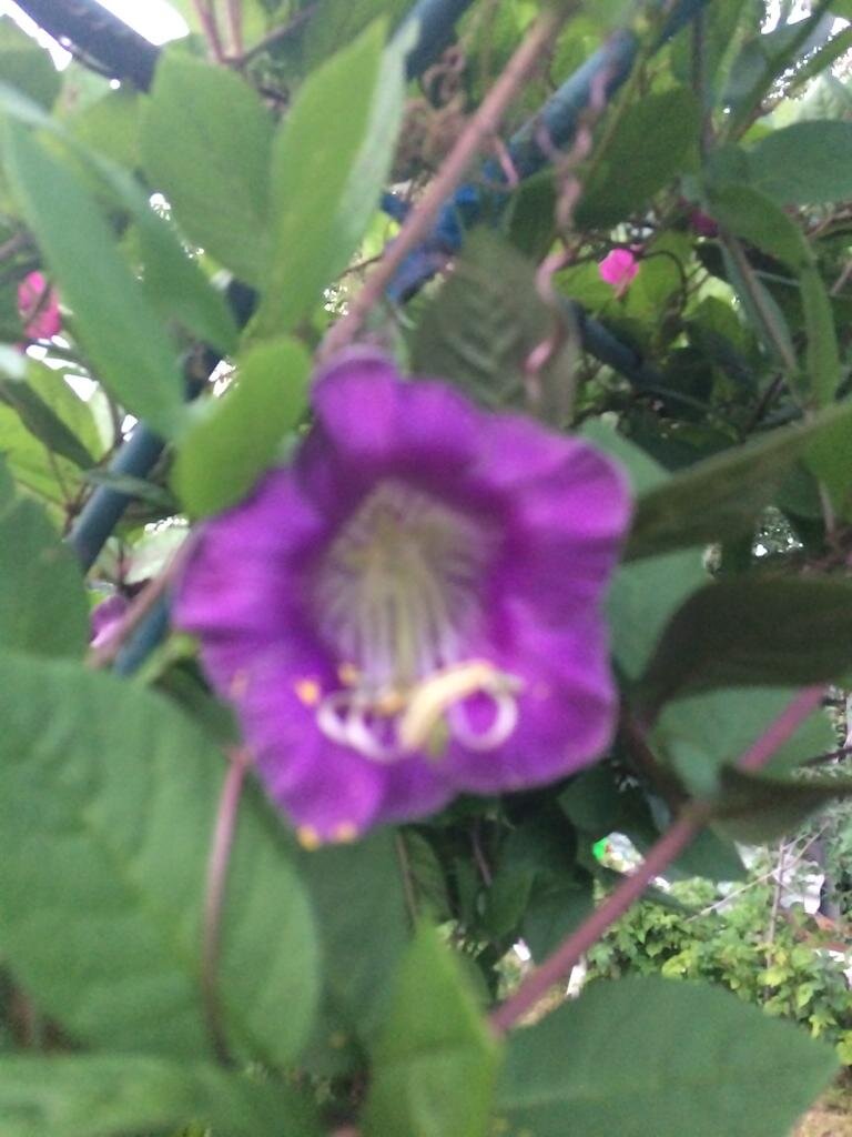 Кобея Фиолетовые колокола