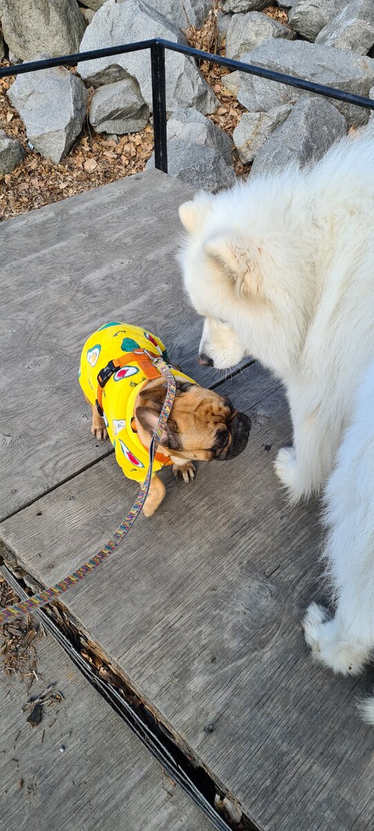 Большой друг