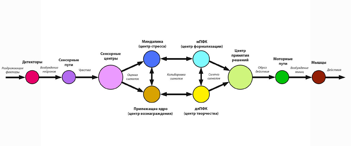 Краткая схема по которой работает наш мозг. Если что-то непонятно, задавайте вопросы в комментариях