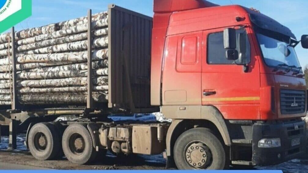     Арестованы двое обвиняемых в незаконной рубке лесных насаждений в особо крупном размере. Об этом сообщает объединенная пресс-служба судов Удмуртской Республики.
