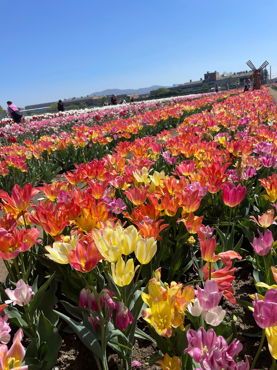 Тюльпаны 🌷 