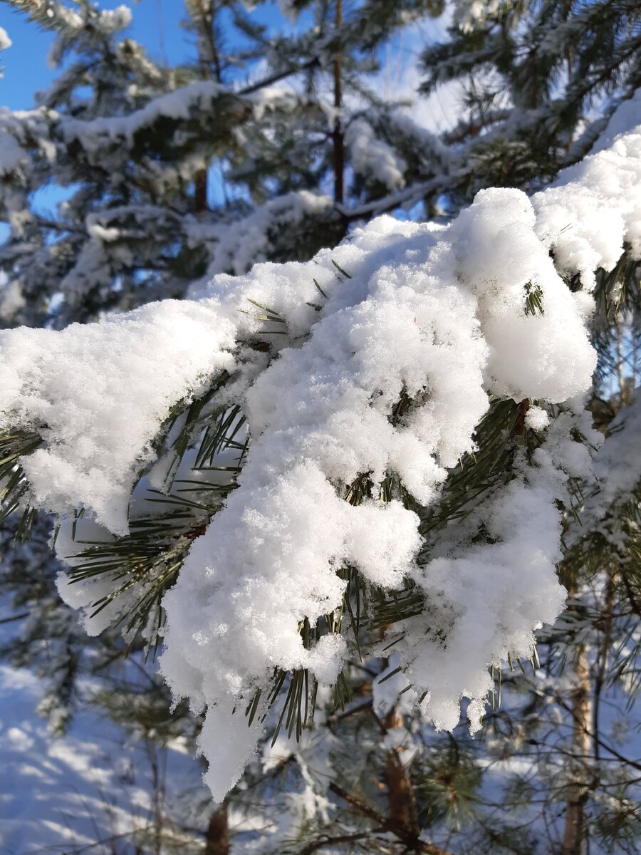 Зимние сокровища (фото из личной коллекции)