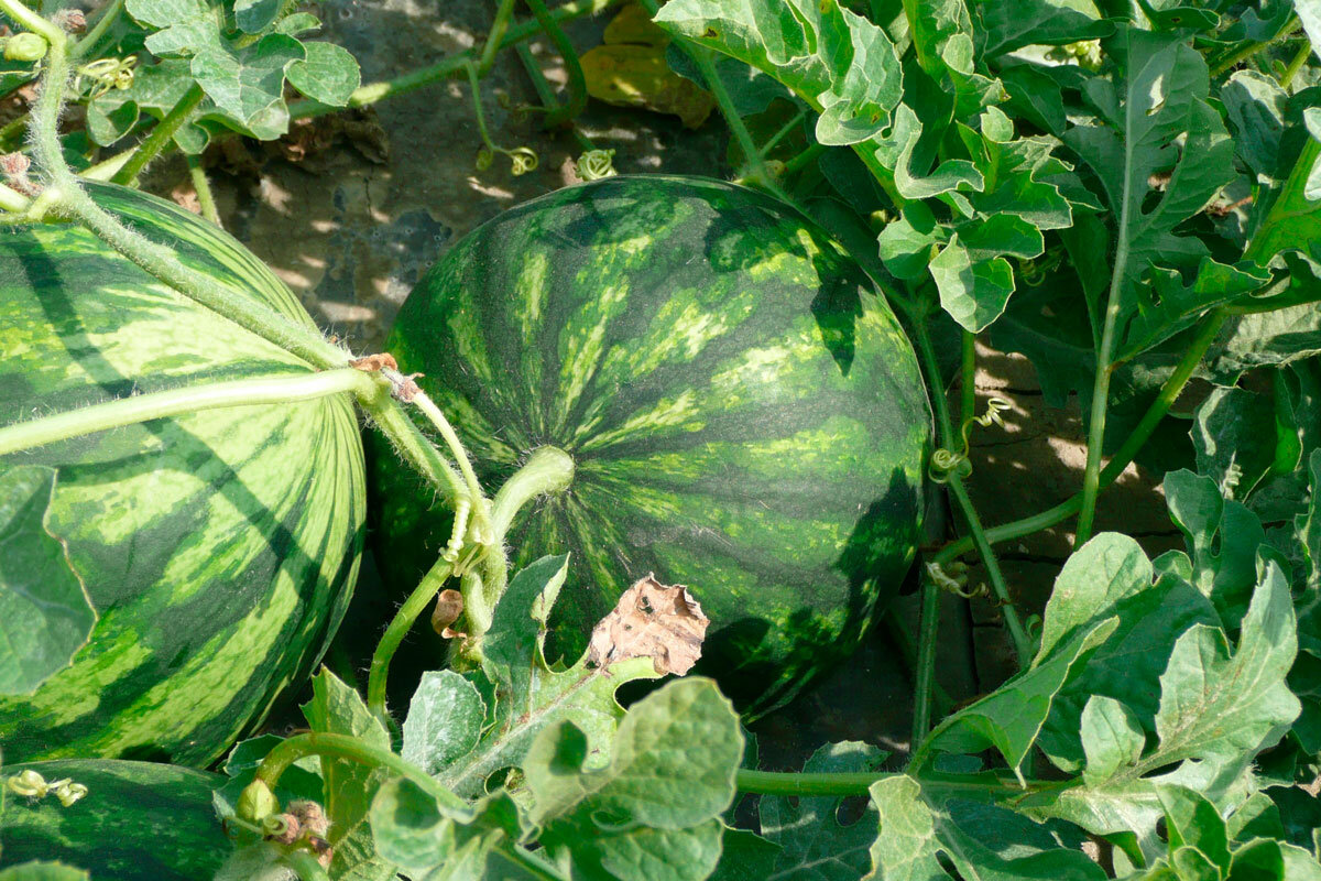    Фото: lorenzoandreotti / Pixabay.com