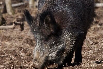    Кабан ©Михаил Семенов