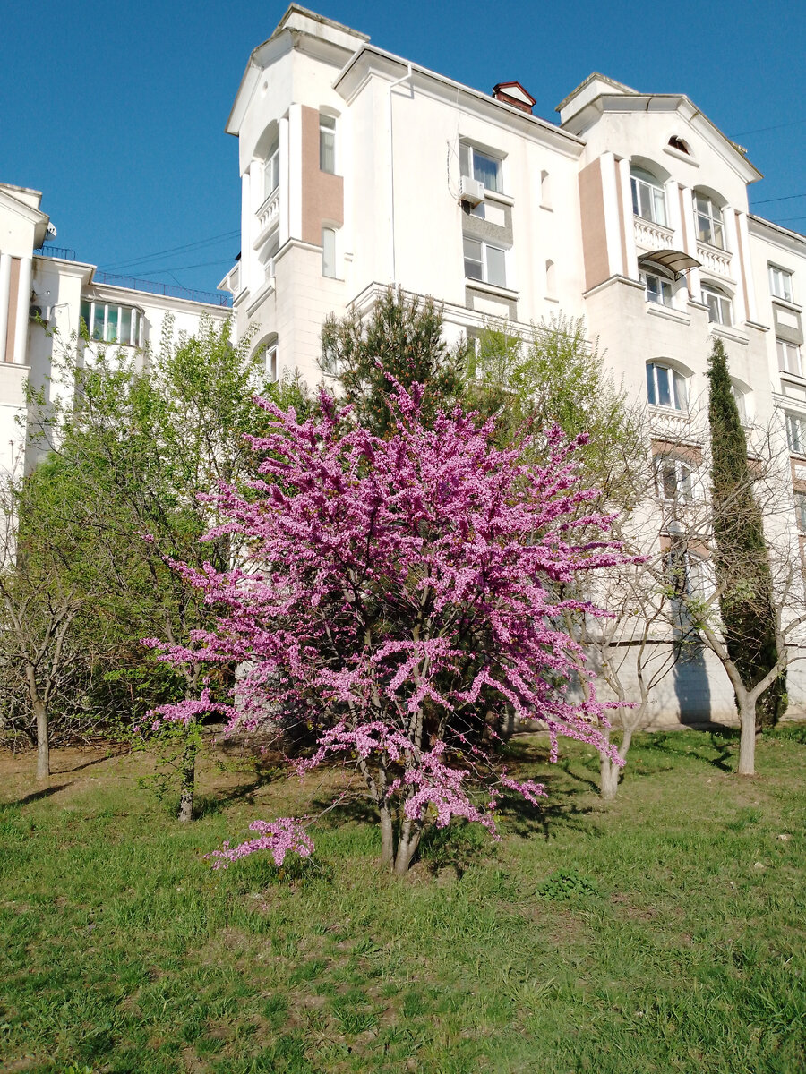 Багрянник европейский