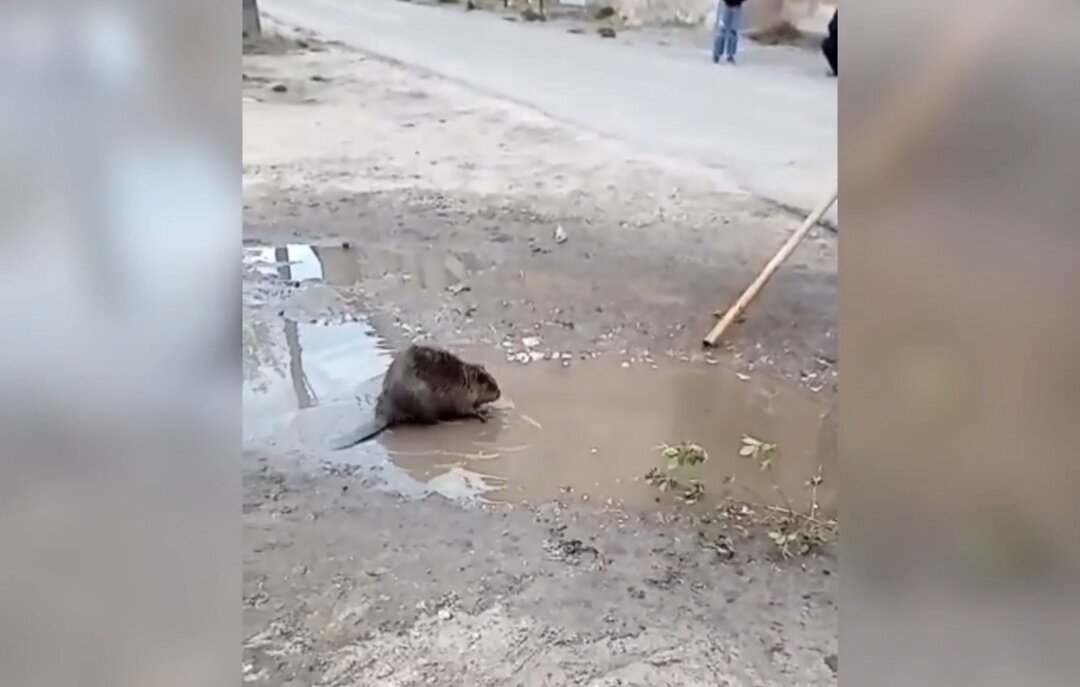    Бобра заметили местные жители во дворе на улице Лермонтова Арина Полтанова