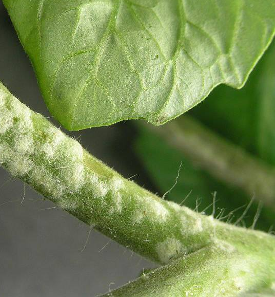 Типичное проявление оэдемы на стебле томата