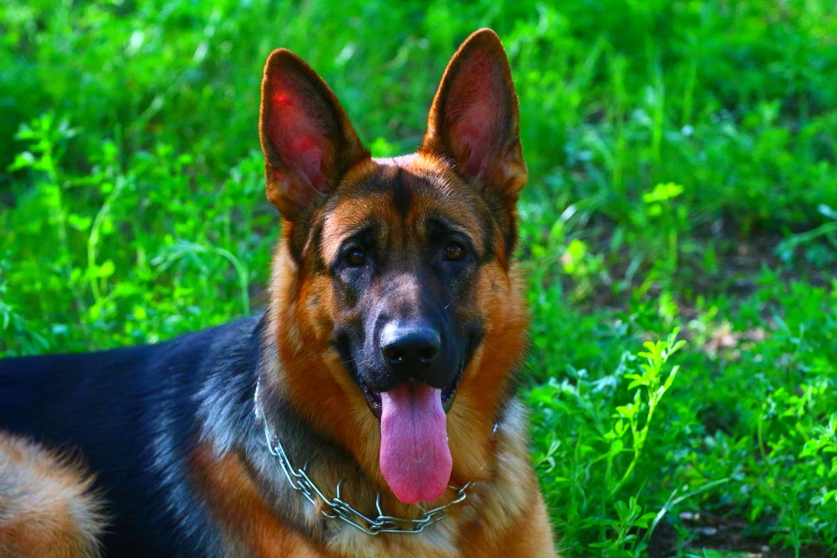 Собака вырастает такой, какой её воспитали. Так же как и человек.