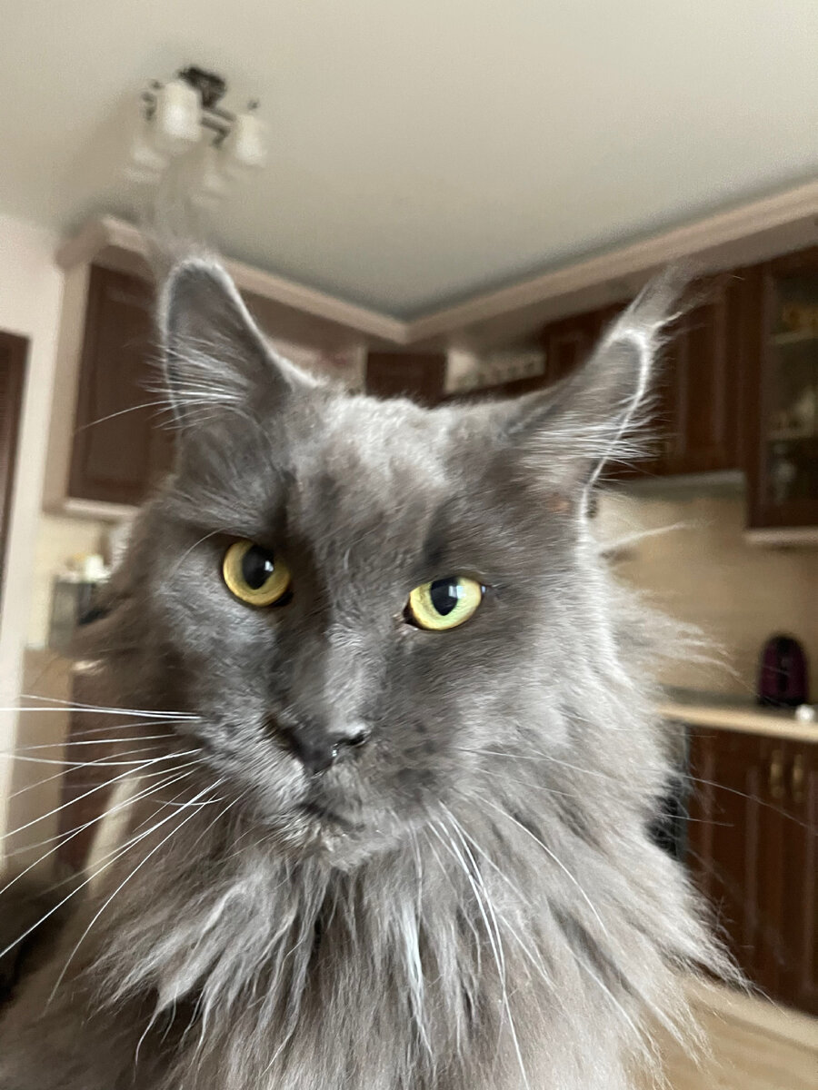 Наташа! Можно помурчать тебе в ушко?