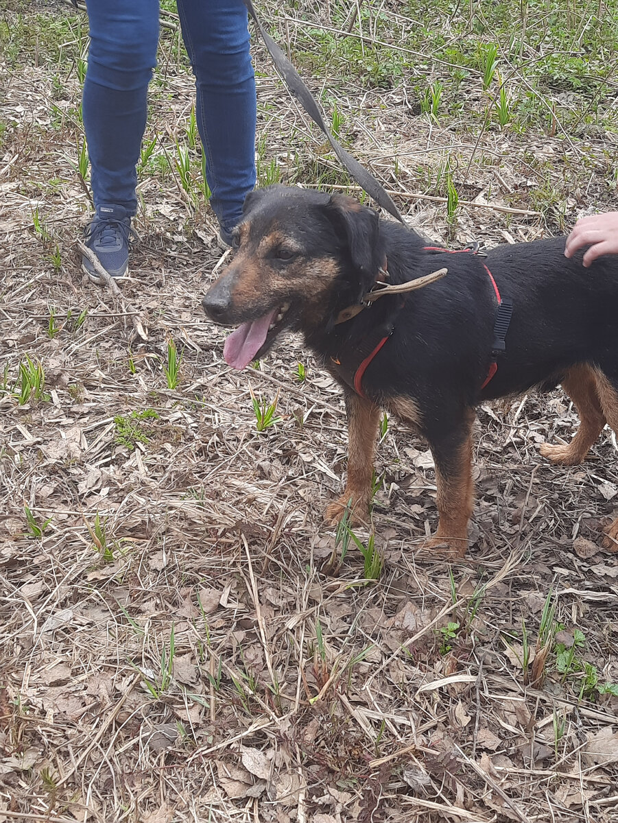 Рон на своей первой прогулке в День Открытых Дверей 22.04.2023