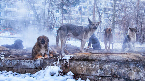    Стая собак напала на первоклассника на Чукотке Сергей Бунеев