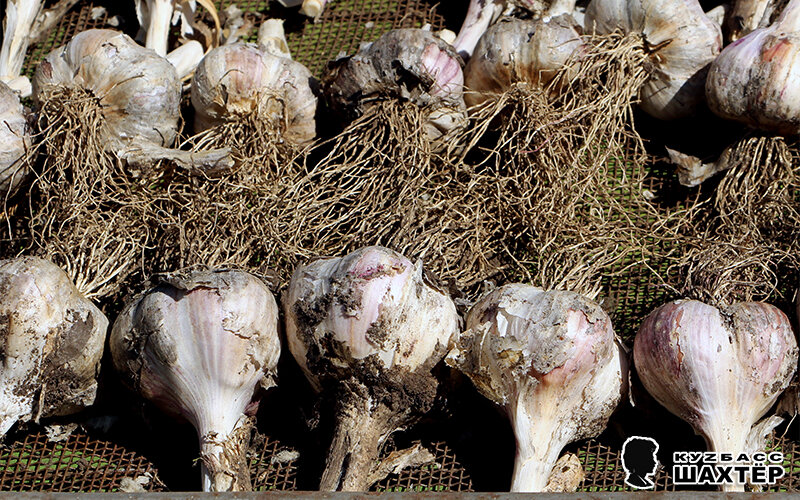 Фото автора. Снимок не имеет прямого отношения к истории, а лишь косвенно иллюстрирует публикацию.