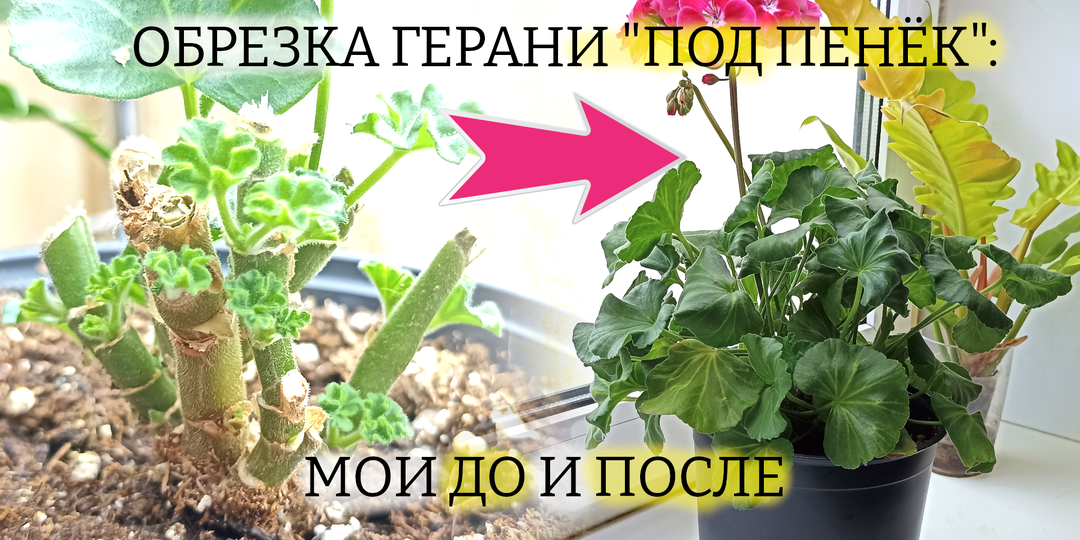 Почему не нужно бояться обрезать Пеларгонии весной: поглядите, как они обрастают 🍀 после. Много фото - просто посмотреть
