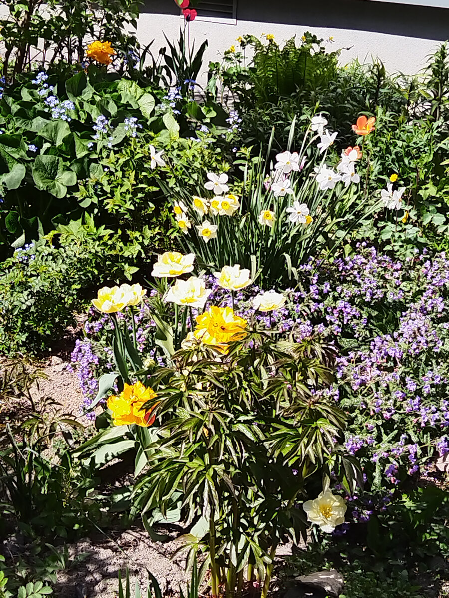 Пару дней назад еще была унылая клумба, а сегодня вот такая красота.