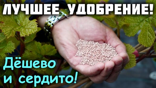 Чем подкормить виноград? - Дёшево и сердито!