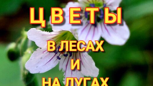 ЦВЕТЫ В ЛЕСАХ И НА ЛУГАХ. Слайд-шоу из фотографий моих читателей