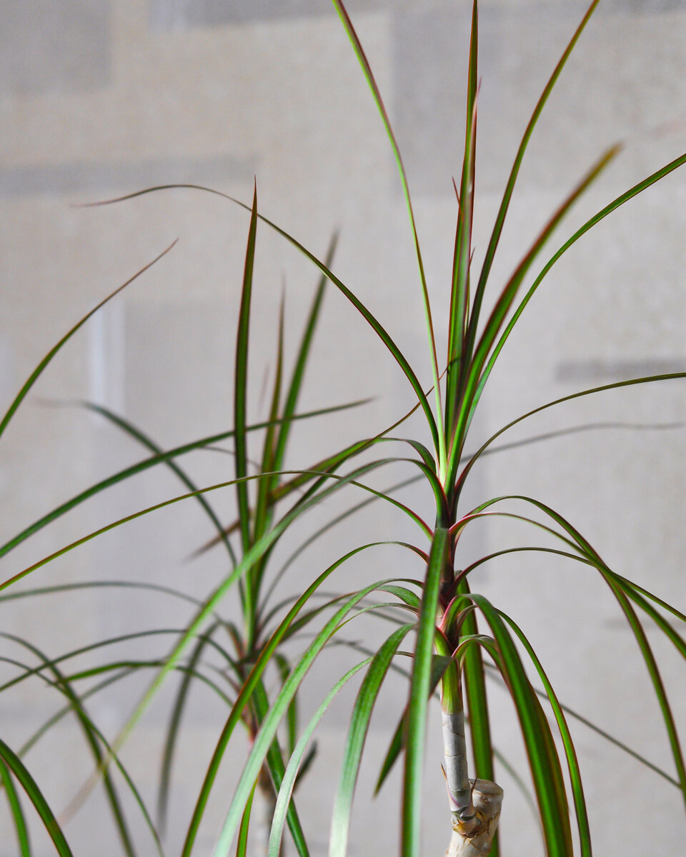 Драцена маргината