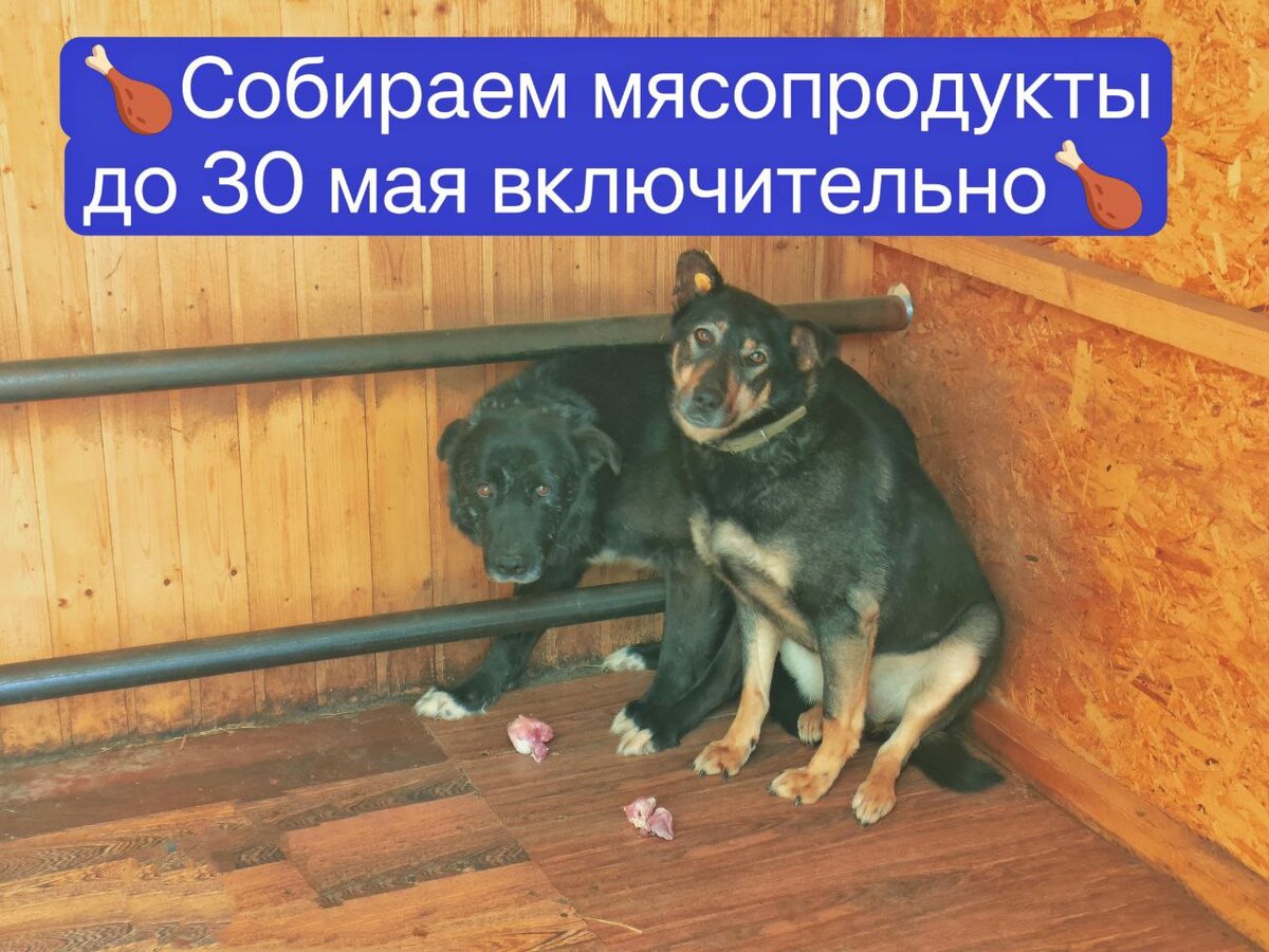 На фото наши самые-самые дикие хвостики: Цыган и Найра. Они не тронут свои лакомства пока волонтер не покинет помещение🙂