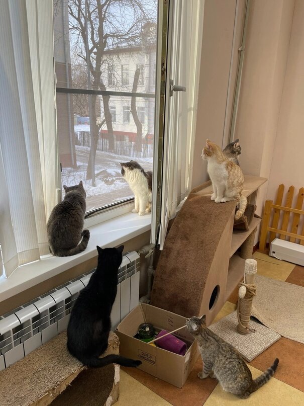 На часах уже ровно семь, ну где же эти волонтеры, опять опаздывают?