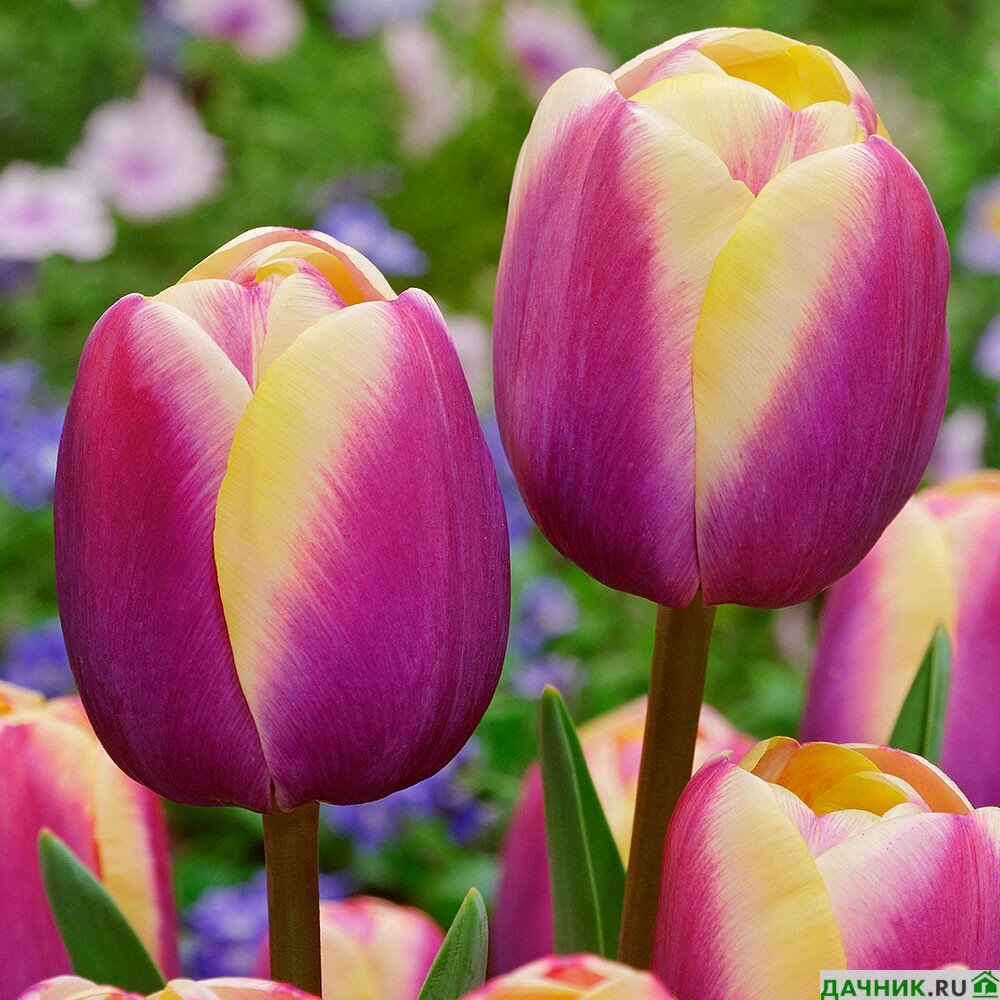 Лучшие сорта тюльпанов: подборки по цветам, форме и высоте - интернет-магазин Тюльпаны