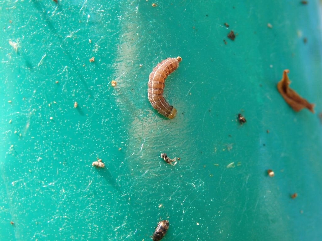  Вредители на ловчем поясе