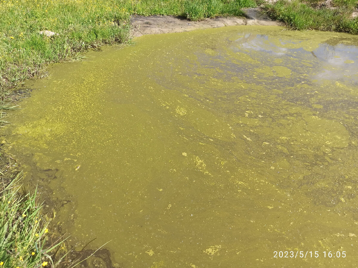 цветение воды после хлореллы