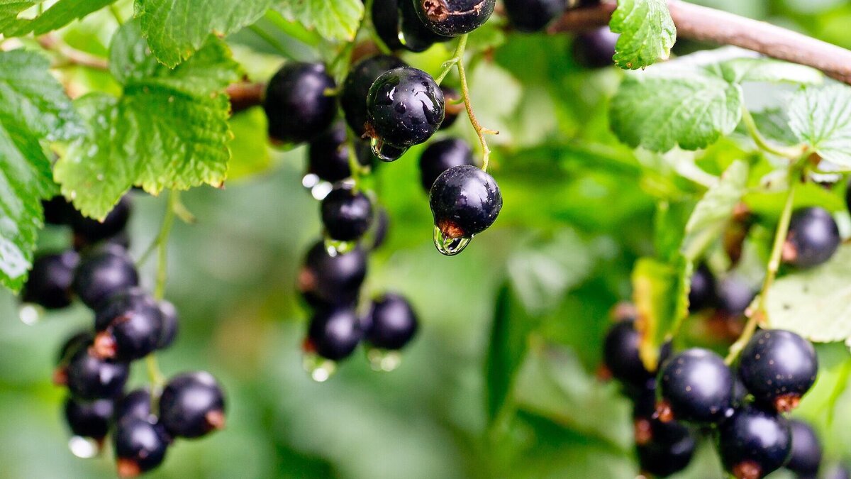    Черная смородина© Pixabay / stafichukanatoly