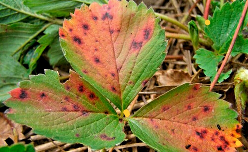 Фотл автора