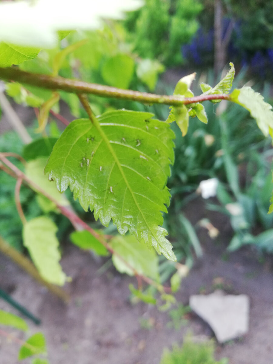 А это какие-то насекомые на обратной стороне листа