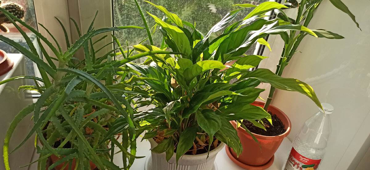 Подоконник на кухне, кактусика ещё не видно 😁