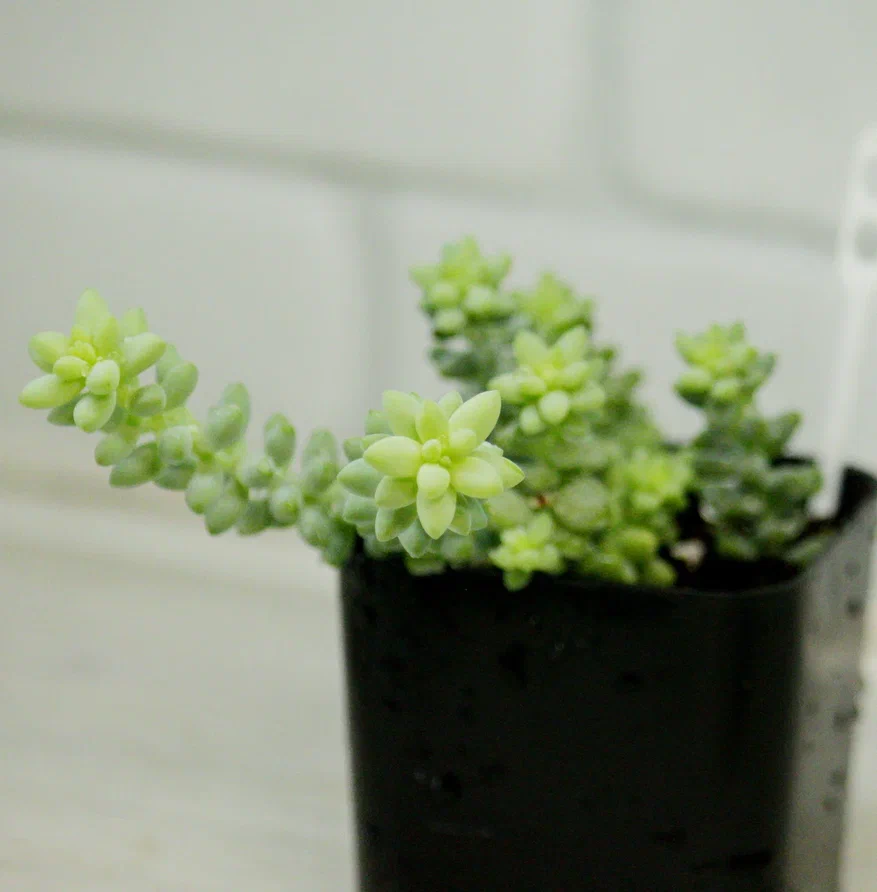 Фото и коллекция автора MAsteritayaplants