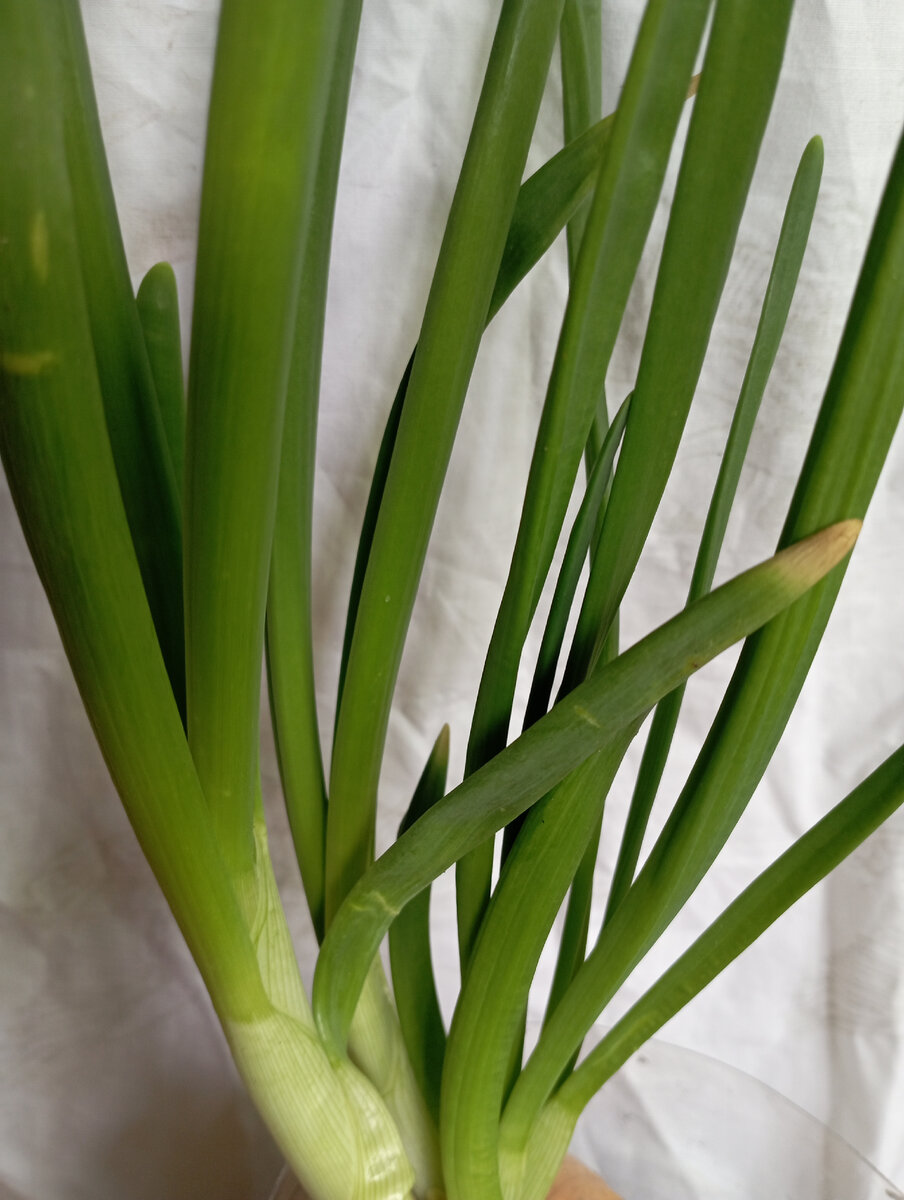 фото автора учение с печеньем